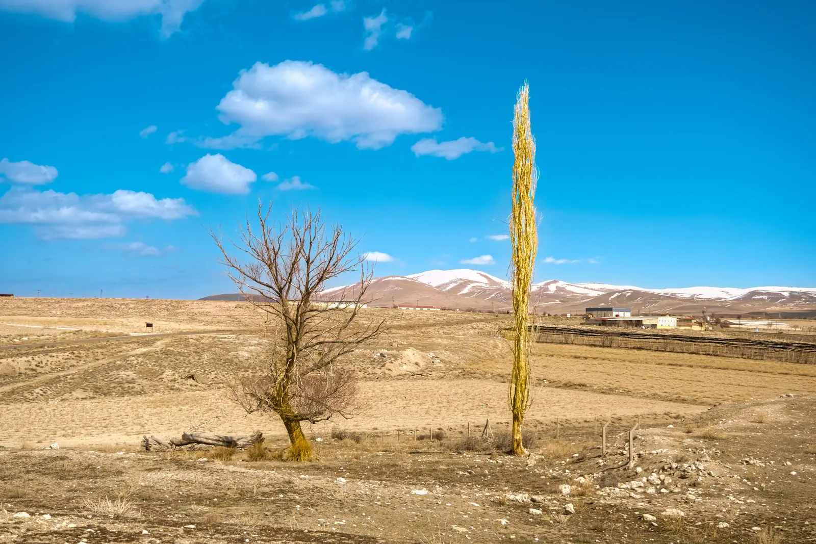 Uma árvore sem folhas e um álamo amarelo lado a lado em campo seco, com montanhas nevadas e céu azul ao fundo