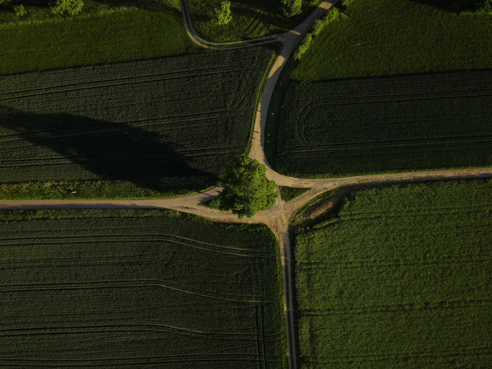 Vista aérea de plantações verdes cortadas por caminhos de terra que se cruzam ao lado de uma árvore.
