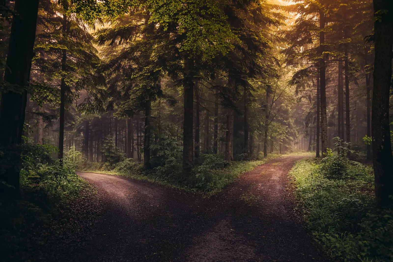 Estrada de terra que se divide em dois caminhos dentro de uma floresta, sob luz suave e dourada